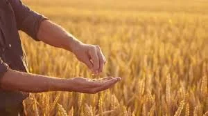 Закупка пшениці 3 кл. в Одесі- фото № 1