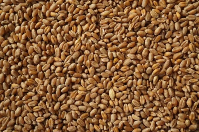 Продается пшеница 4 класса, 300 тонн- фото № 1