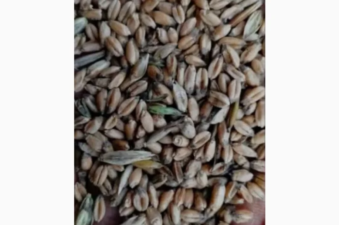 Покупка проблемной пшеницы от 20 тонн- фото № 1