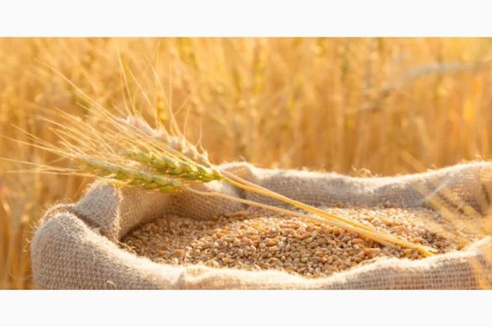 Закупка пшеницы- фото № 1