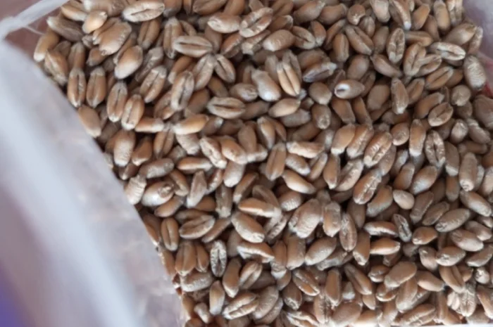 Продаю насіння озимої пшениці- фото № 1