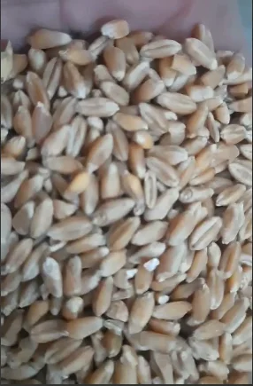 Пшеница кормовая (Фураж 4) 30кг- фото № 3