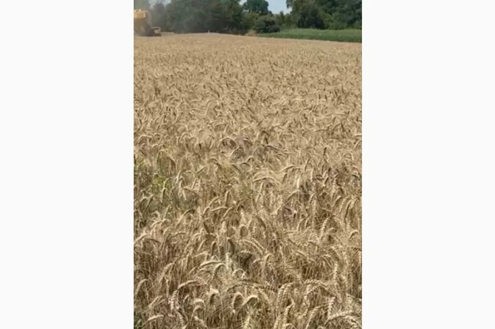 Продаж насіння озимої пшениці Краєвид- фото № 1