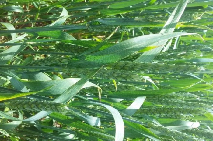 Продается пшеница сорт "Привітна"- фото № 1