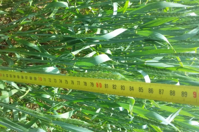 Продается пшеница сорт "Привітна"- фото № 2