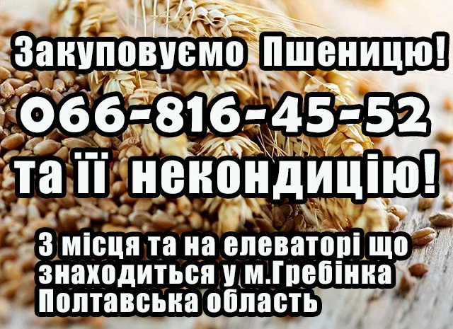 Закуповуємо пшеницю 2,3,4 клас- фото № 1