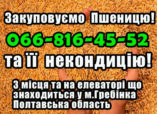 Закупаем пшеницу 2, 3, 4 класса- фото № 1