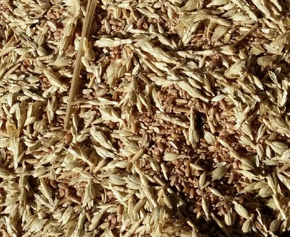 Купуємо некондицію та зерновідходи. Самовивіз- фото № 1