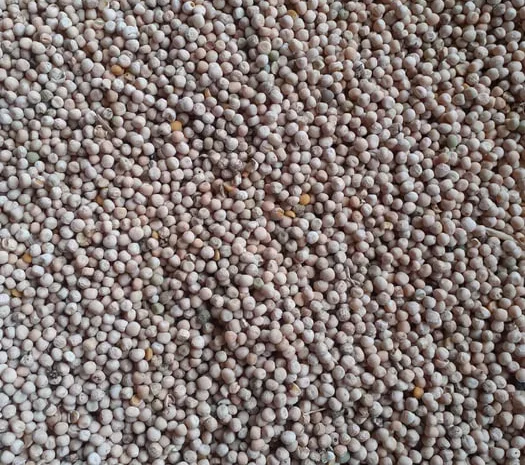 Продаю кормовий горох- фото № 1