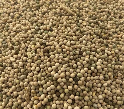 Кормовий горох зимуючий- фото № 1