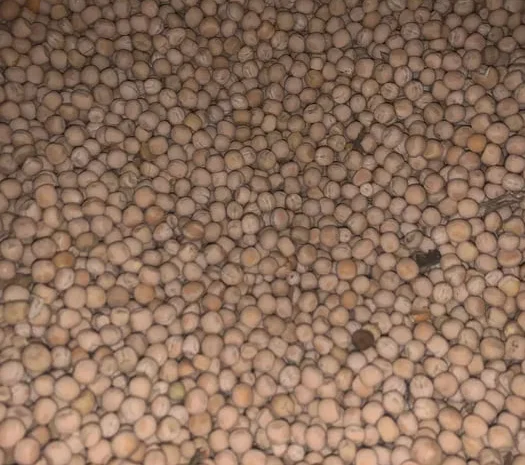 Продам горох для корму- фото № 1