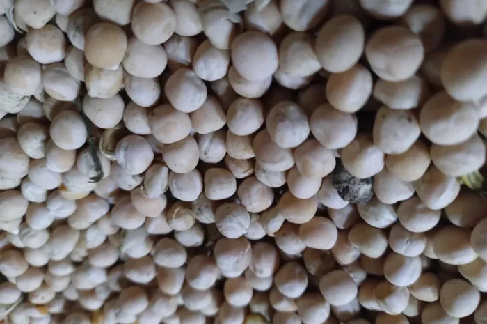 Продам горох кормовий 2025 года- фото № 1