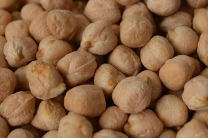 Горох Нут, чина семена- фото № 1