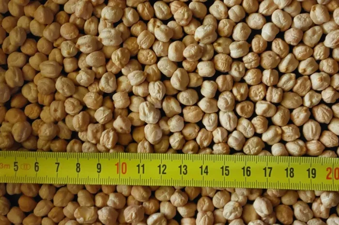 Нут Арас Крупноплідний турецький- фото № 1