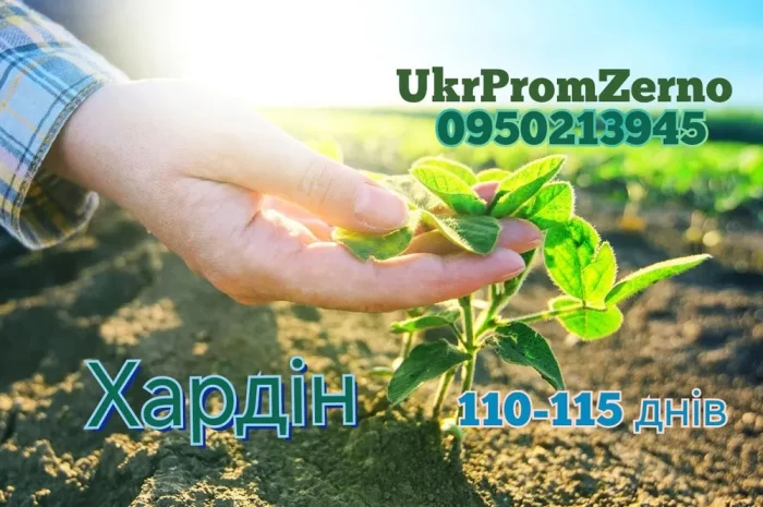 Посевная соя на посів- фото № 1