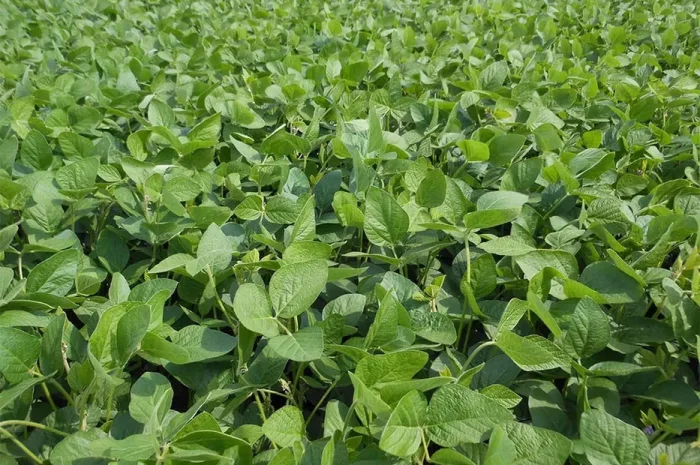 Посівна соя- фото № 1