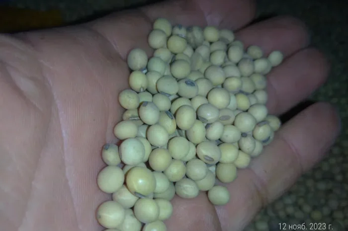 Соя Канадський сорт "Венус" посівна- фото № 1