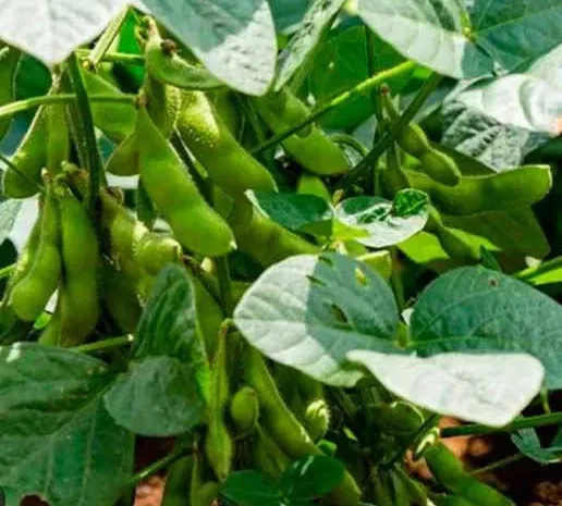 Продам сою на посів гмо (під раундап) Аполло- фото № 1