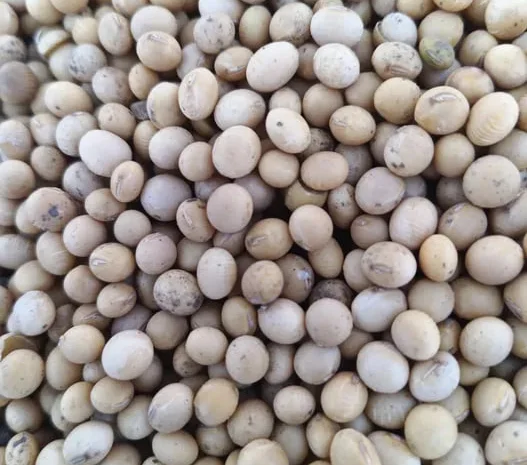 Соя АББІ продам на посів- фото № 1