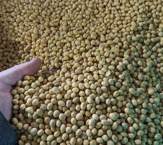 Продам посівну сою класичного сорту АПОЛЛІНА- фото № 1