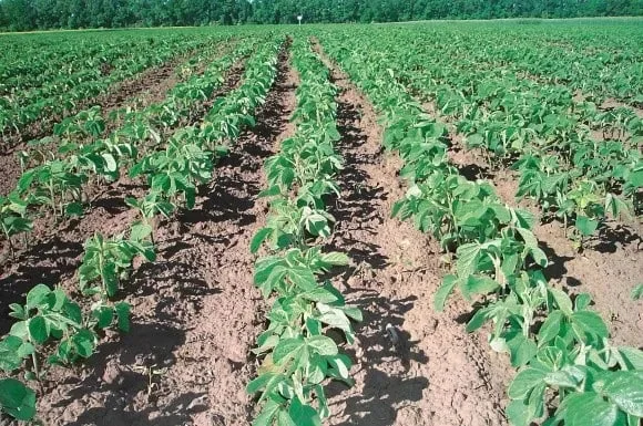 Насіння сої під раундап Валюта- фото № 1