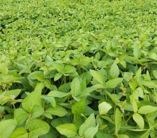 Продам сою Канзас, насіння сої, соя під Раундап- фото № 1