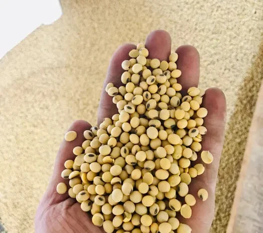 Соя рання на посів, Пшениця очищена на муку- фото № 1