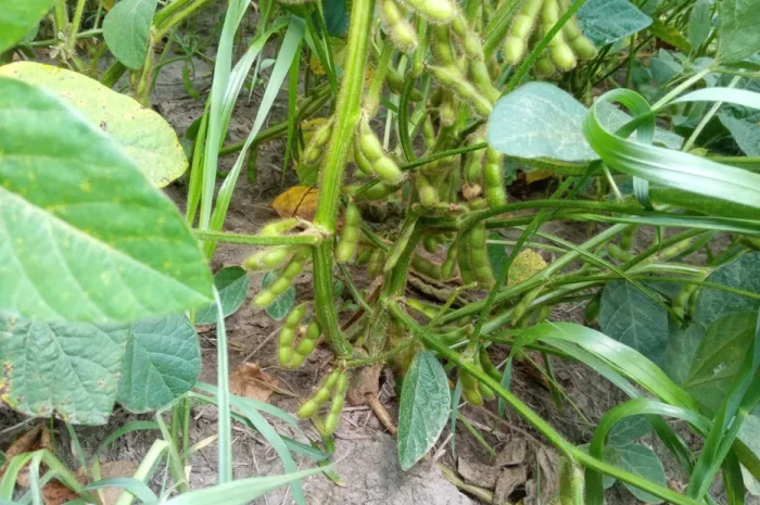 Соя посівна під раундап- фото № 1