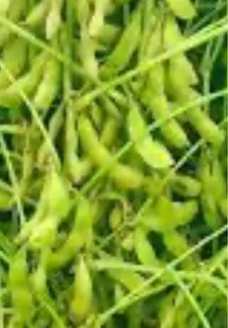 Соя супер рання махоня під раундап .- фото № 1