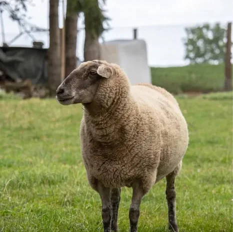 Продаються барани живцем та тушками- фото № 1