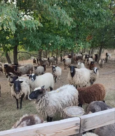 Пропонується баранина живою вагою та тушкою- фото № 1