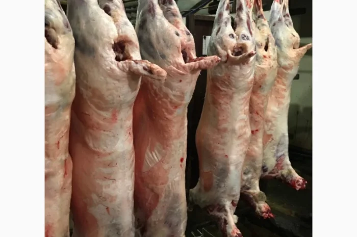 Тушки баранів та м'ясо молодого скота- фото № 1