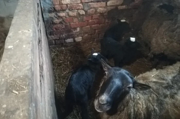 Ягнята овечок романівської породи, тушки- фото № 1