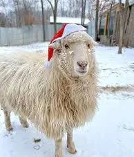 М'ясо туші баранів у продажу- фото № 1