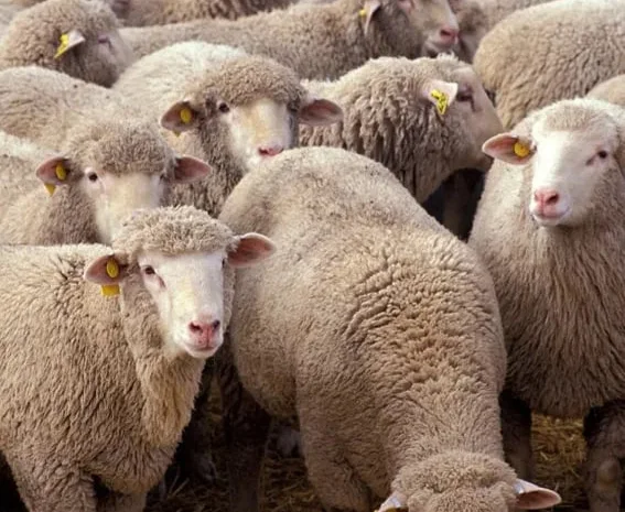 Баранина живою вагою та вівці в Рожищі- фото № 1