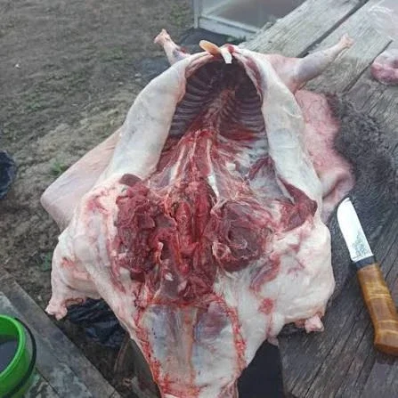 Продам мʼясо бобра/мясо бобра- фото № 1