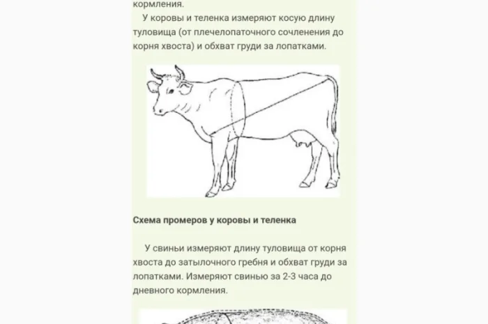 Куплю говядину- фото № 1