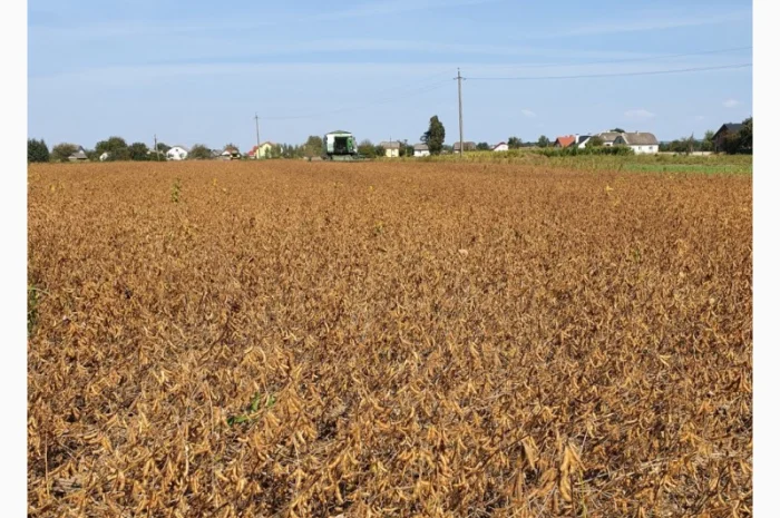 Пропонується насіння сої АПОЛЛО- фото № 1