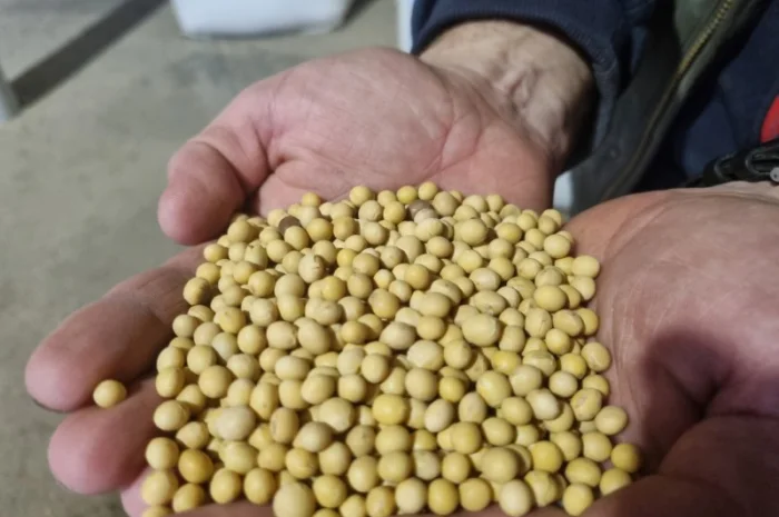 Продаж насіння сої ГМО АББІ (Канада)- фото № 1