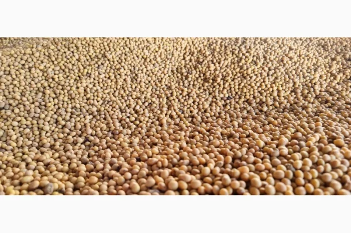 Пропонується насіння сої СЕДНА (Канада)- фото № 1