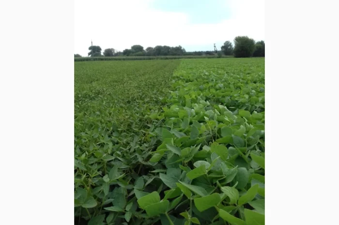 Продажа товарной и посевной сои с НДС и без- фото № 1