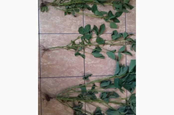 Продажа товарной и посевной сои с НДС и без- фото № 2