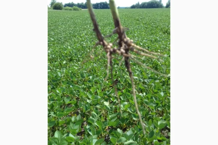 Продажа товарной и посевной сои с НДС и без- фото № 3