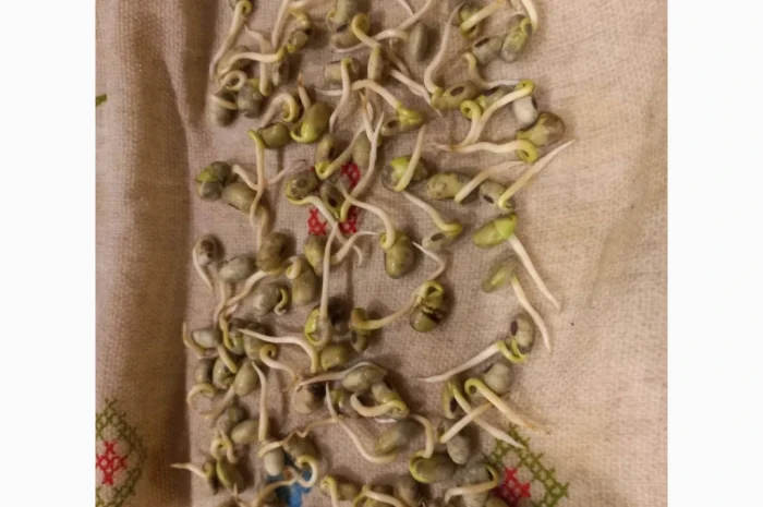 Пропонується товарна та посівна соя- фото № 2