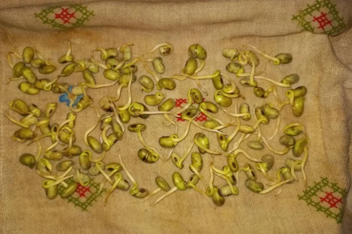 Пропонується товарна та посівна соя- фото № 3