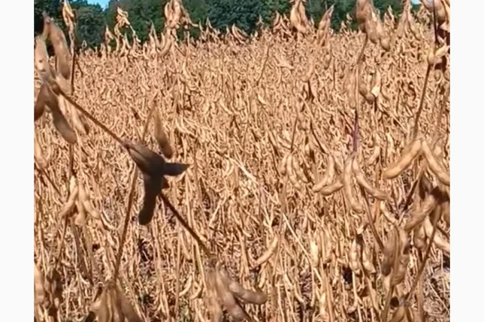 Пропонується соя ВАТСОН, 20-25 тонн- фото № 1