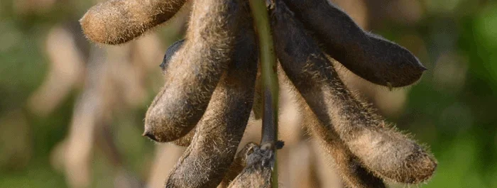 Насіння сої ЕС Командор - І репродукція- фото № 1