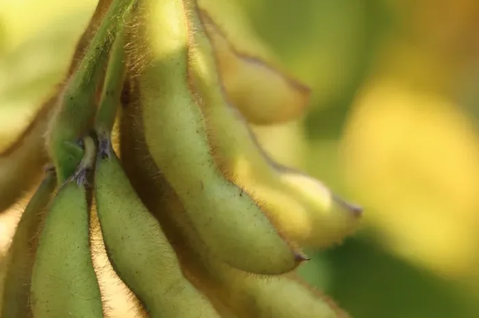 РЖТ Сателія - І репродукція сои- фото № 1