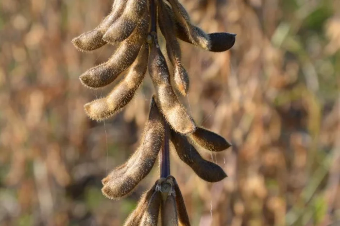 Якісне насіння сої ЕС Композитор - 1 репродукція- фото № 1