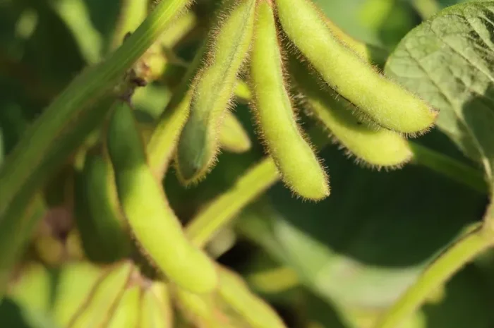 РЖТ Суза – первая репродукция сои- фото № 1